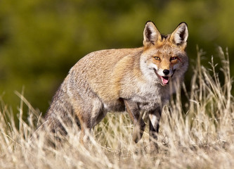 Naklejka na ściany i meble Red Fox (Vulpes vulpes), Sierra Morena, Andalucia, Spain.