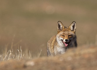 Red Fox (Vulpes vulpes), Sierra Morena, Andalucia, Spain.