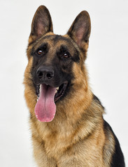 Portrait of a German Shepherd