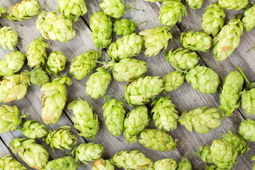 Fototapeta premium Fresh green hop on a wooden table