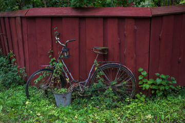 Fototapeta na wymiar Vintage bicycle leaning toward a red wooden wall 