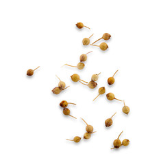 Coriander seeds isolated on white background