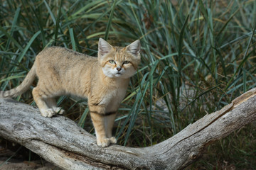 A curious sand cat on a log with grass in the background 