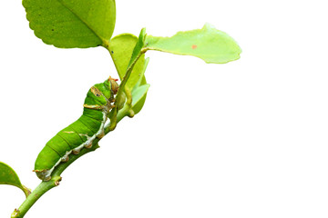 Butterfly caterpillar isolated on white background.