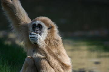 Monkey sitting and eating 