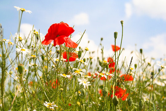 Fototapeta maki i rumianek na zielonym tle