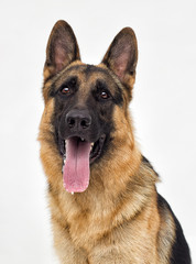 Portrait of a German Shepherd