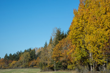Fototapeta premium Forest next to a field on a sunny autumn day 