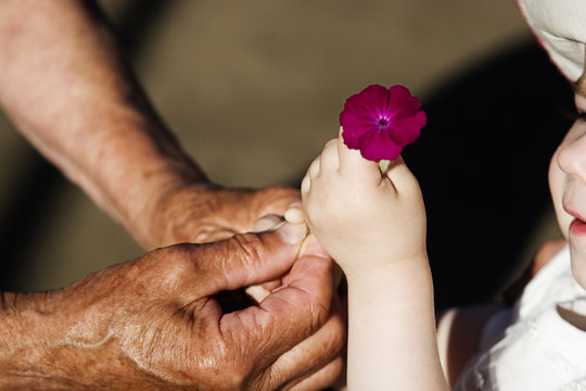 A beautiful flower in the small hands of a child and in the wrinkled hands of a grandmother