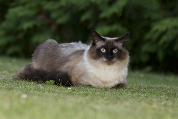 The Norwegian Forest Cat is tall, robust and has a half-length coat with a pronounced bushy tail and a distinct ruff
