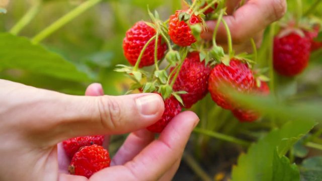 Woman hands pick strawberry in palm