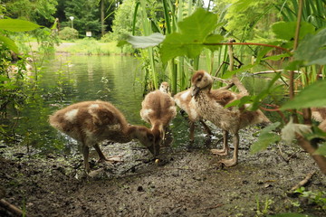 Nilgans Jungtiere