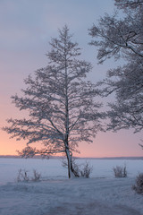 A tree next to a frozen lake where the sun is setting a winter evening