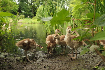 Nilgans Jungtiere