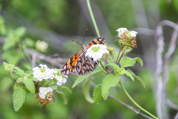 Butterfly on a flower