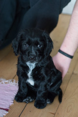 A helping hand behind a black puppy with a white tie