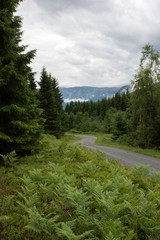 Obraz premium Long and winding road through forests in Norway during the summer