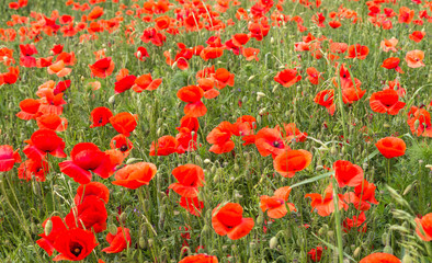 Mohnblumen auder Wiese.