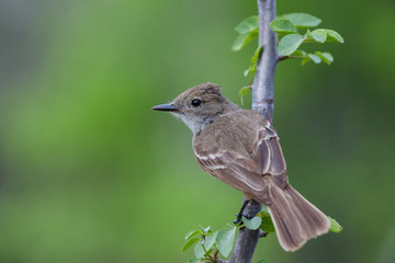 Galapagos Finch on a Tree Branch