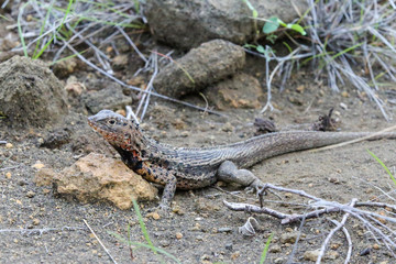 Lava lizard in the Galapagos