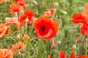 Mohnblumen auder Wiese.