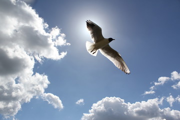 Seagull in the sky on a Sunny day
