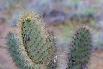 Cactus in the Galapagos