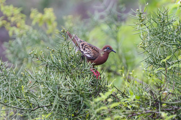 Galapagos Dove in a tree
