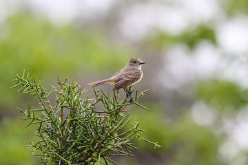 Galapagos Finch on a Tree Branch