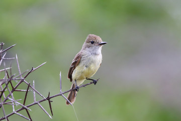 Galapagos Finch on a Tree Branch