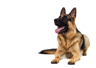 German shepherd looking sideways