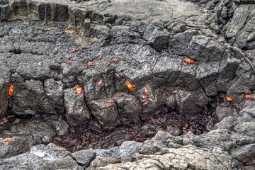 Sally Lightfoot Crabs on the Lava Rock in the Galapagos