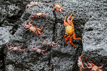Obraz premium Sally Lightfoot Crabs on the Lava Rock in the Galapagos