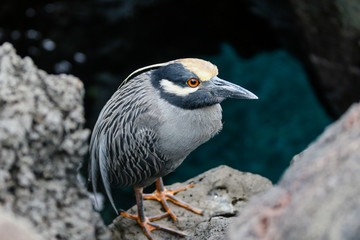 Heron in the Galapagos