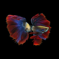 Obraz premium macro close up of dancing beta fish on black background 