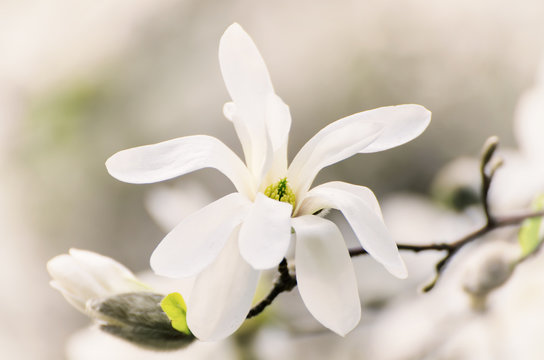Fototapeta Blossoming of magnolia white flowers in spring time, retro vintage hipster image