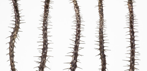 Thorn Tree trunk on a white background.