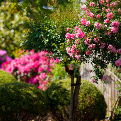 Rosier dans la lumière d'un jardin