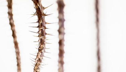 Thorn Tree trunk on a white background.