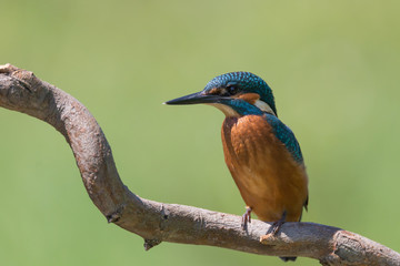 Martin pescatore su posatoio (Alcedo atthis)