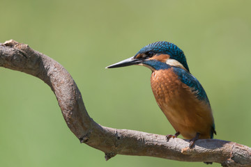 Martin pescatore su posatoio (Alcedo atthis)