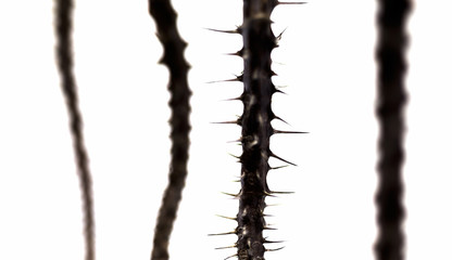 Thorn Tree trunk on a white background.