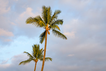 Fototapeta na wymiar Two palm trees lit by the beautiful warm late afternoon light with blue sky and white clouds in the background, Hawaii 