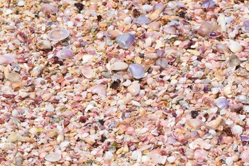 many small shells on beach, background 