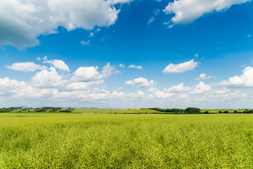 green field and blue sky