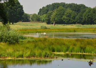 Naturschutzgebiet am Niederrhein
