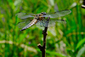 Ważka czteroplama (Libellula quadrimaculata)