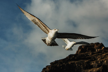 Seagulls flying near Los Gigantes coastline, Canary Islands - Tenerife, Spain