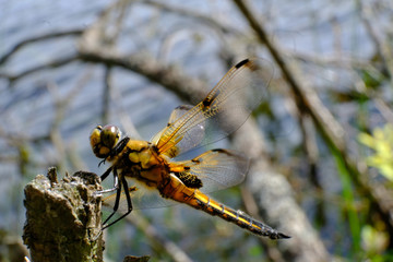 Ważka czteroplama (Libellula quadrimaculata)