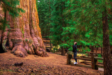 Tourist looks up at a giant sequoia tree - obrazy, fototapety, plakaty